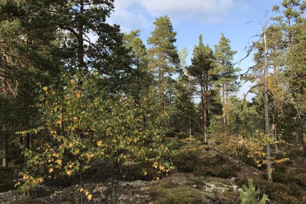 Nuuksio Vihti Suomi metsä