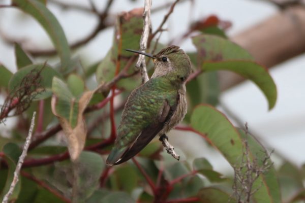 kolibri Malibu USA