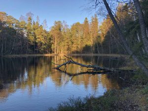 Metsälampi Kruunuvuoressa