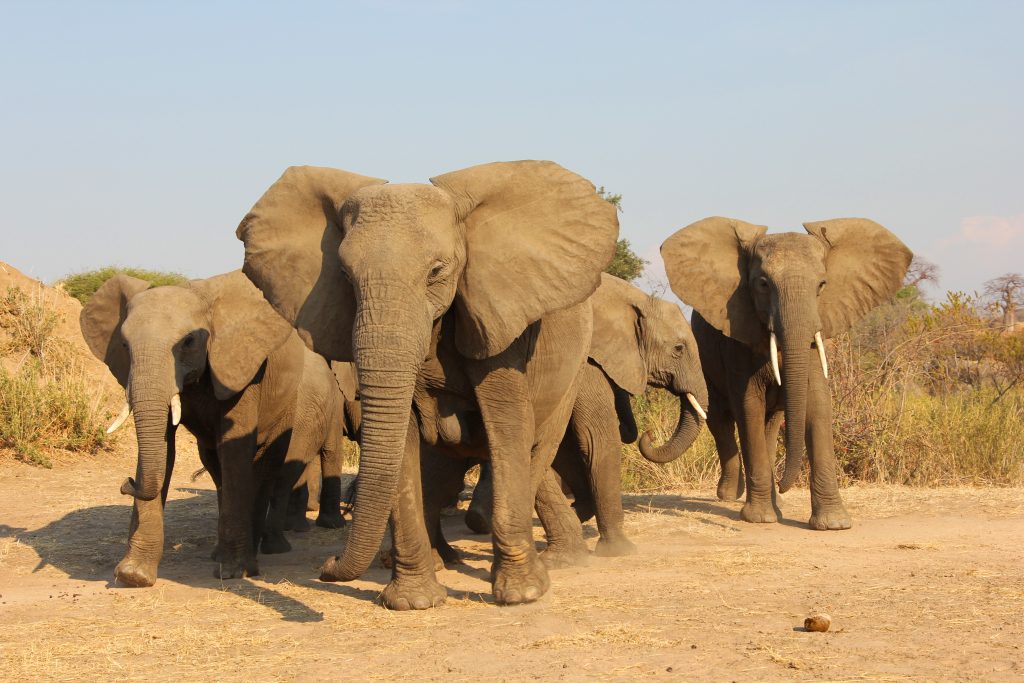 Vaikuta läpinäkyvästi ja voita matka Tansaniaan 3 Afrikannorsu elefantti Airimpact