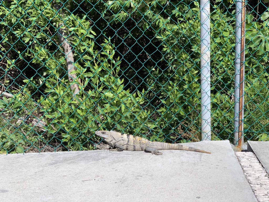 Golf-autoilua ja snorklausta Meksikossa 4 Lisko Costa Maya