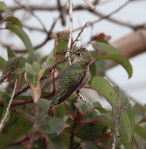 kolibri