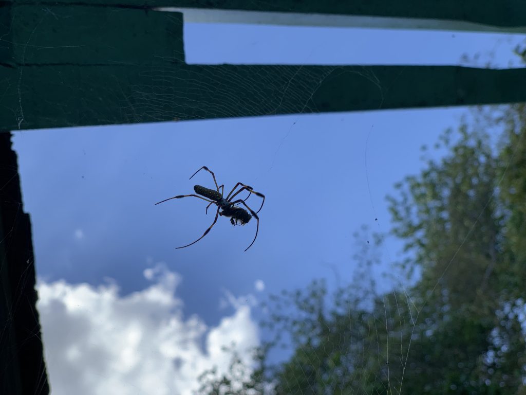 Eläinbongaukset 4 hämähäkki