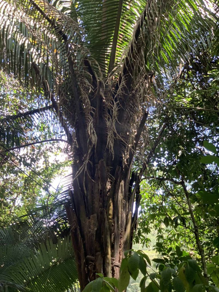 belizeläinen viidakko