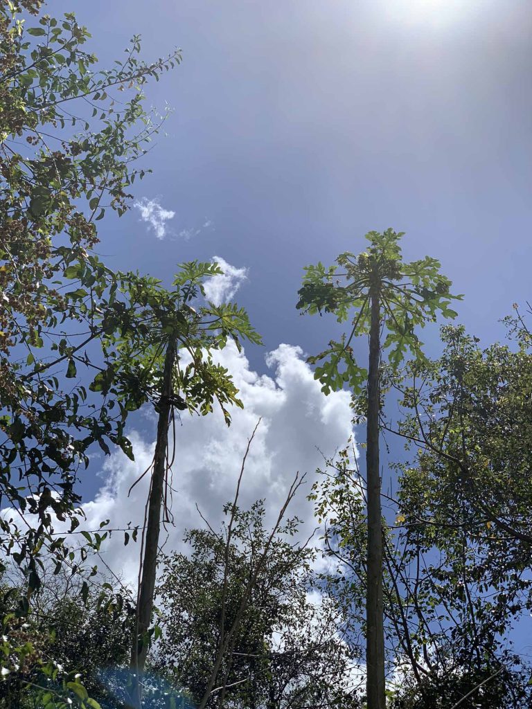 Modernin maailman seitsemäs ihme: Chichén Itzá, Meksiko 2 viidakkoa