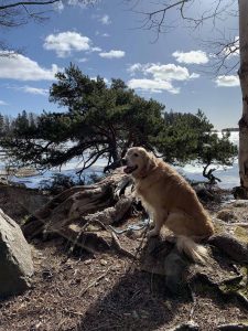 Hörri kultainennoutaja Karhusaari