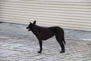 koira Hualienissa