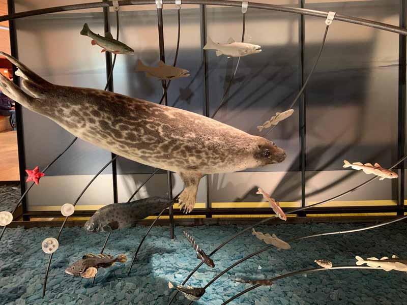 Svalbard museo