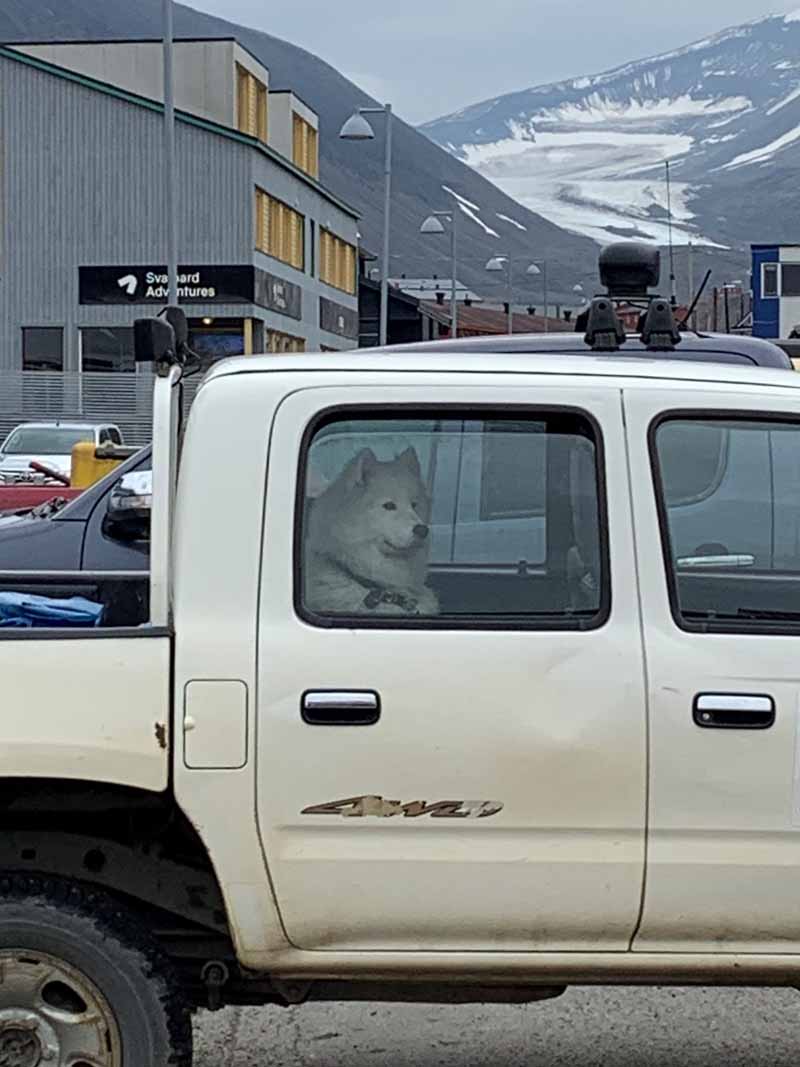 koira pickup Longyearbyen dog