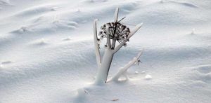 kesäheinä talven armoilla
