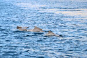 delfiinejä Oman dolphins