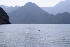 delfiini pyrstö Khasab Bay Oman dolphin tail