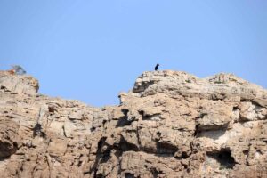 vuohi Khasab Bay Oman goat climbing