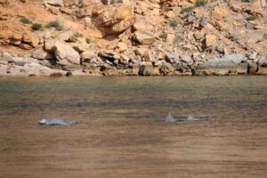 delfiini Khasab Bay Oman dolphins