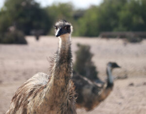 Bahrain - Persianlahden pieni saarivaltio 46 emu Sir Bani Yas