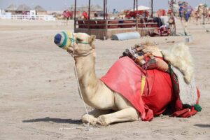 kameli Qatar camel