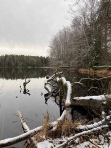 Liesjärven kansallispuisto