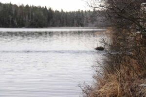 Liesjärven kansallispuisto