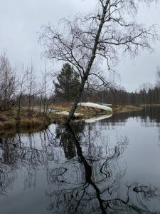 Turpoonjoki koivu
