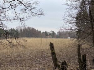 Kaislikkoa Hanikan lintutornin juurella