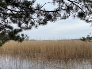 Kaislikkoa Hanikan luontopolun varrella