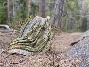 Yksityiskohta erikoisesta kannosta
