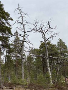 Kelopuita Hanikan luontopolun varrella