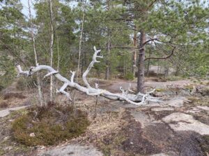 Kelopuu Hanikan luontopolun varrella