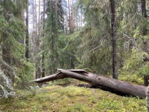 Kaatunut puu Kettumäen metsässä
