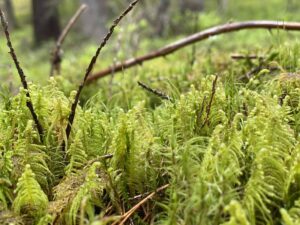 Sammalta Kettumäen metsässä