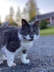 Paijan Maatilamajoituksen kissa