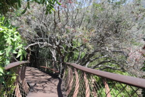 Näköalasilta Kirstenboschissa