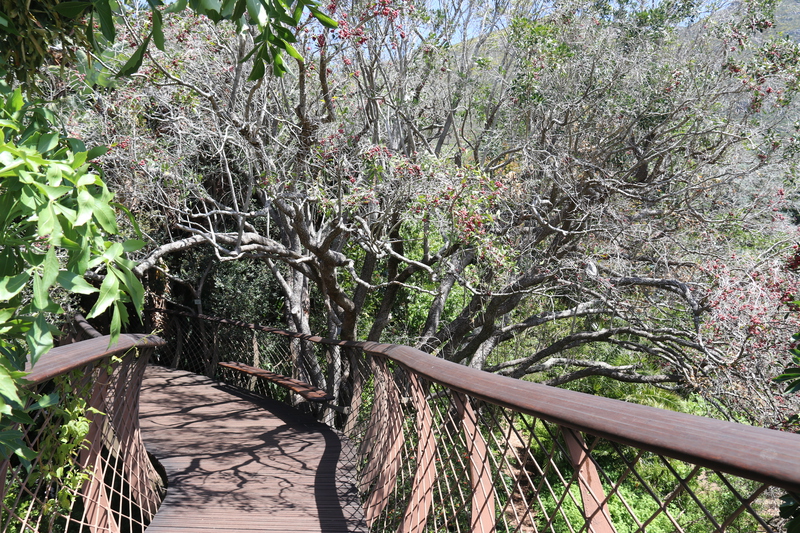 Näköalasilta Kirstenboschissa