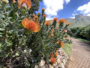 Kukkaloistoa Kirstenboschissa
