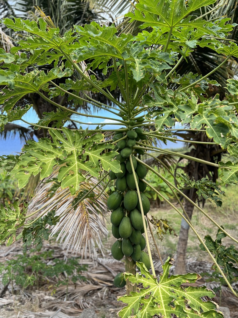 Papaijapuu Barbadoksella