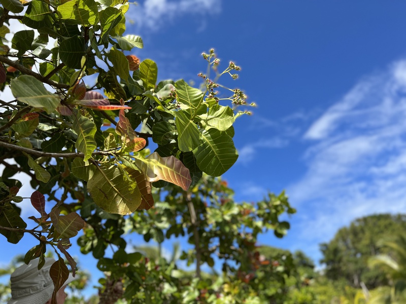 Cashewpähkinäpuu