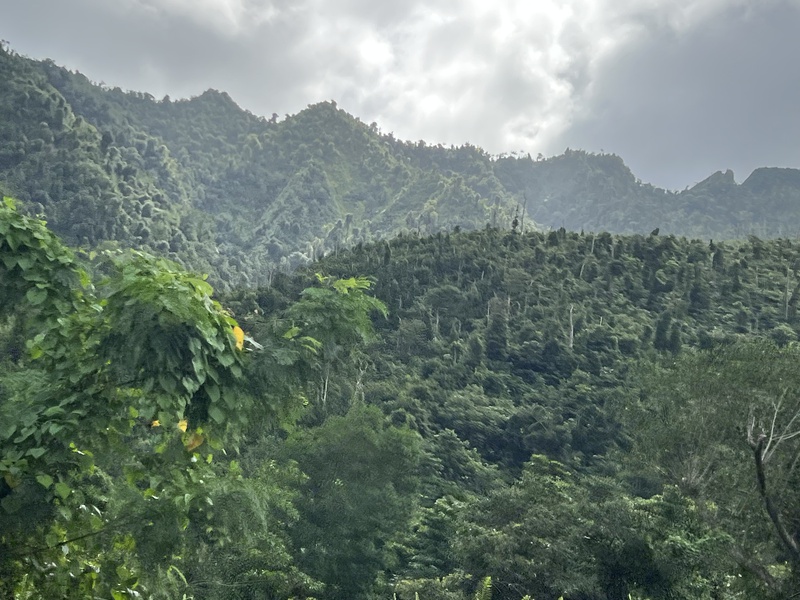 Dominican loputtomat sademetsät