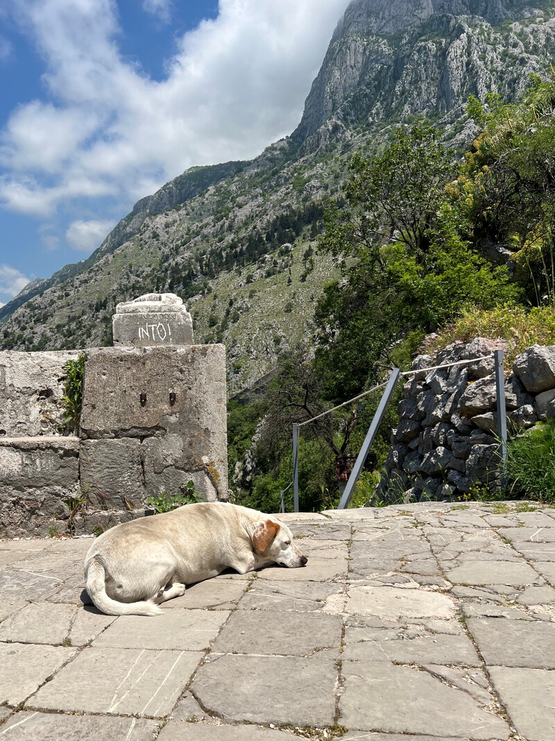 Koira lepäilee keskaikaisen kirkon edessä vuoren rinteellä