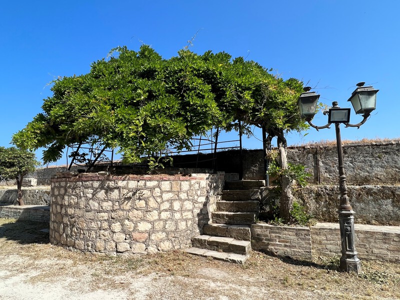 Majapuu Vanhan linnoituksen muurilla