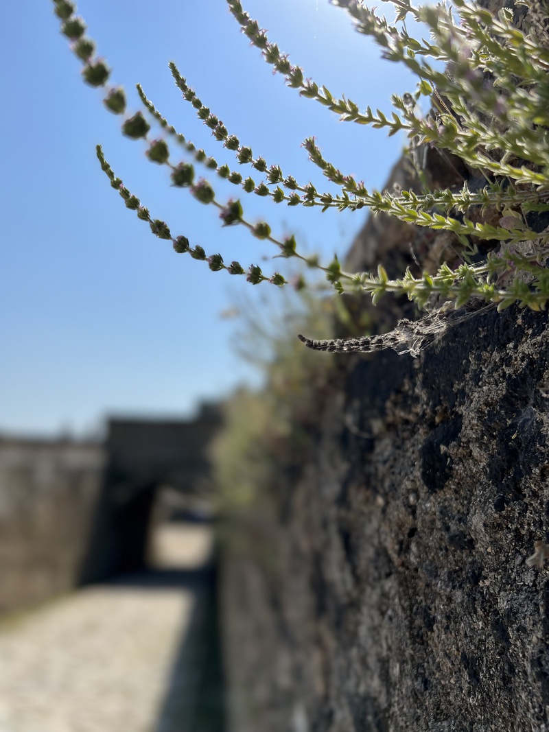 Kasveja linnoituksen muurilla