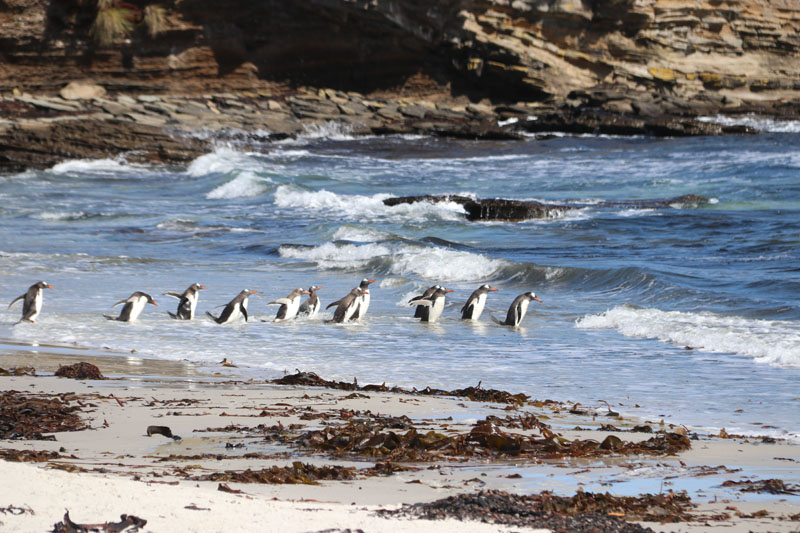Valkokulmapingviinejä menossa uimaan