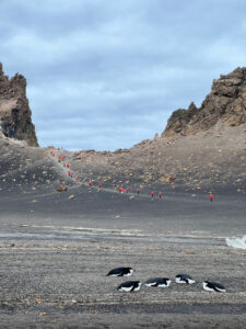 Pingviinien lepohetki