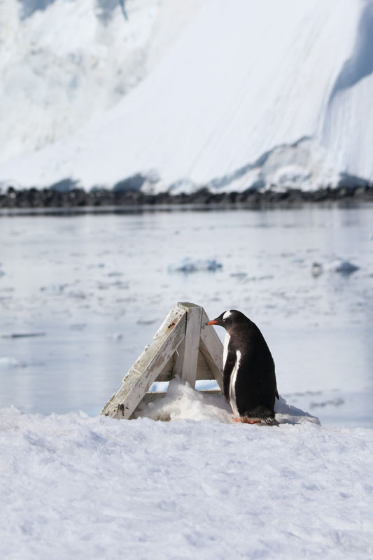 Valkokulmapingviini ja valkoinen kulma
