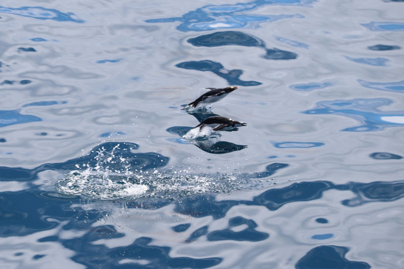 Kultatöyhtöpingviini ja myssypingviini uimassa