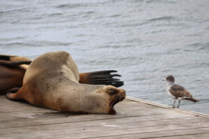 Patagonianmerileijona