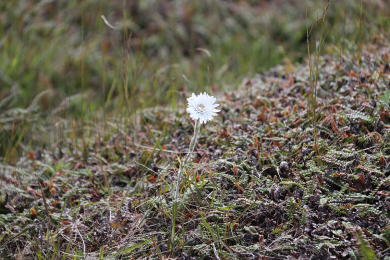 Vanilla daisy