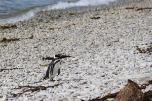 Patagonianpingviini