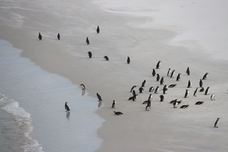 Pingviinit rannalla
