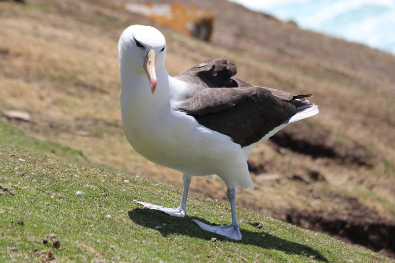 Mustakulma-albatrossi