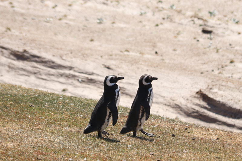 Patagonianpingviini